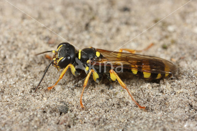 Gewone Vliegendoder (Mellinus arvensis)