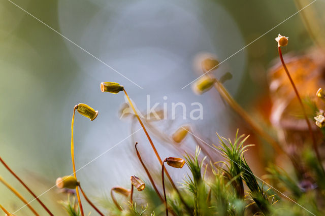 Rough-stalked Feather-moss (Brachythecium rutabulum)