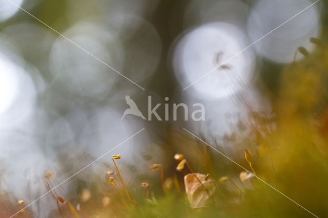 Rough-stalked Feather-moss (Brachythecium rutabulum)