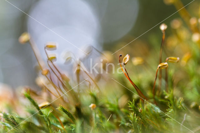 Rough-stalked Feather-moss (Brachythecium rutabulum)