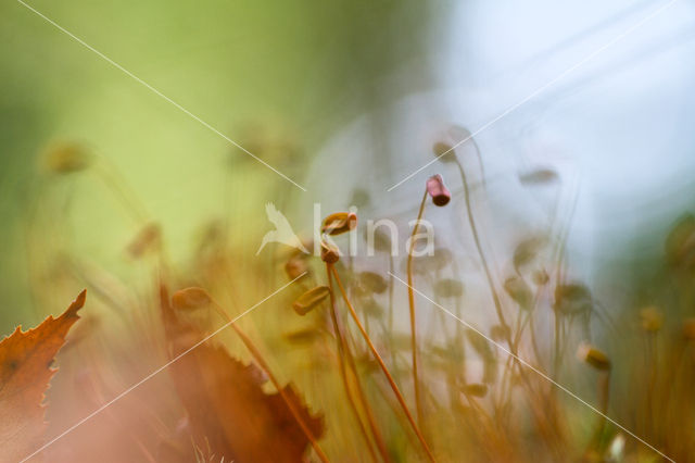 Rough-stalked Feather-moss (Brachythecium rutabulum)