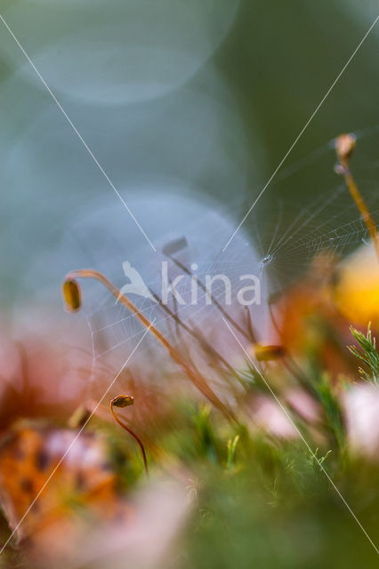 Rough-stalked Feather-moss (Brachythecium rutabulum)