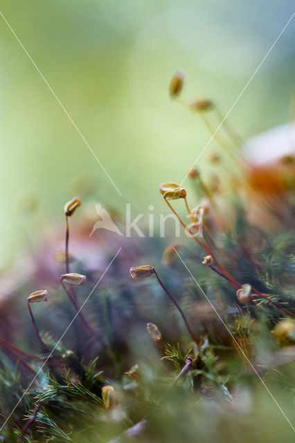 Gewoon dikkopmos (Brachythecium rutabulum)