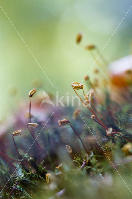 Rough-stalked Feather-moss (Brachythecium rutabulum)