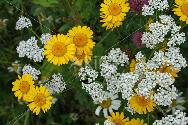 Common yarrow (Achillea millefolium)