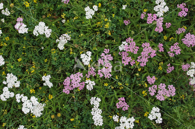 Common yarrow (Achillea millefolium)