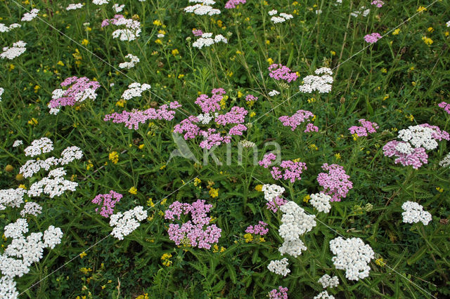 Common yarrow (Achillea millefolium)