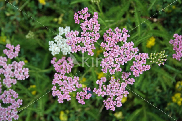 Common yarrow (Achillea millefolium)