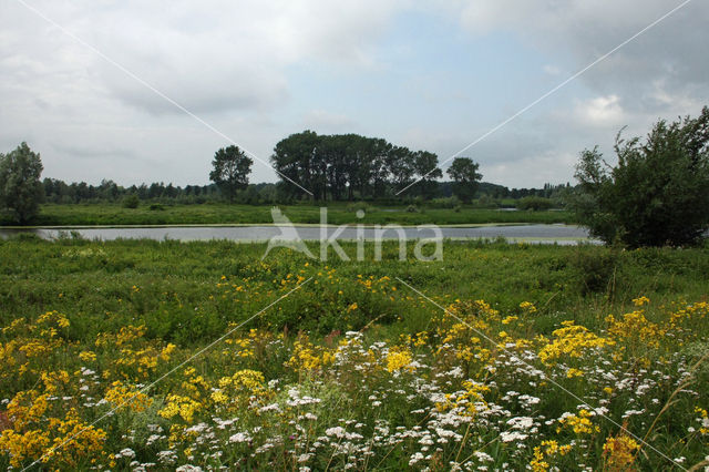 Gewoon duizendblad (Achillea millefolium)