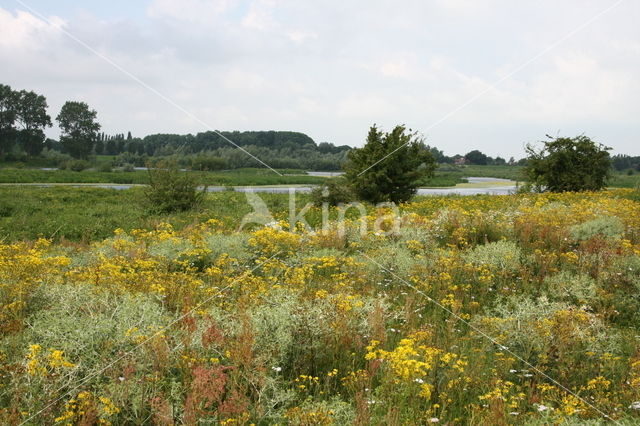 Gewoon duizendblad (Achillea millefolium)