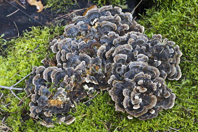 Gewoon elfenbankje (Trametes versicolor)