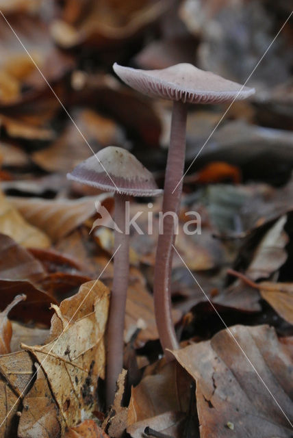 Lilac bonnet (Mycena pura)