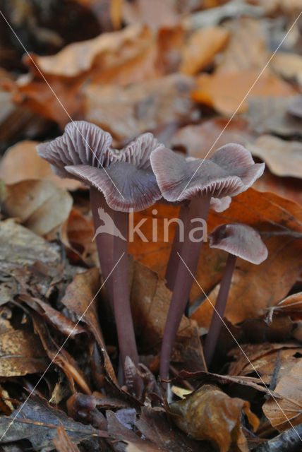 Lilac bonnet (Mycena pura)