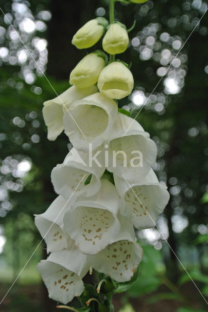 Foxglove (Digitalis purpurea)