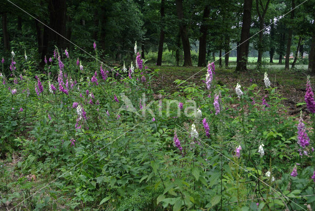Foxglove (Digitalis purpurea)