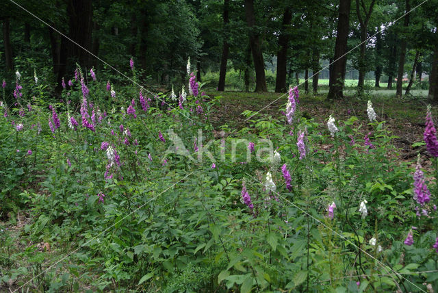 Gewoon vingerhoedskruid (Digitalis purpurea)