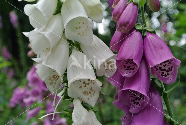 Gewoon vingerhoedskruid (Digitalis purpurea)