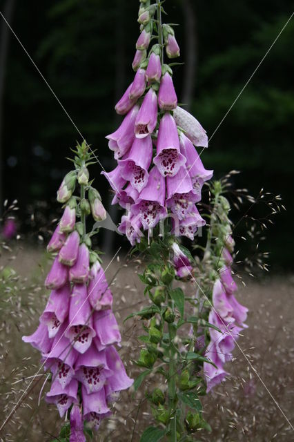 Gewoon vingerhoedskruid (Digitalis purpurea)