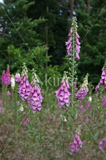 Foxglove (Digitalis purpurea)