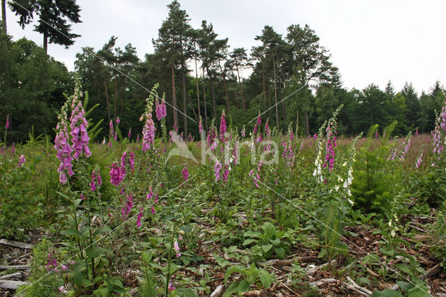 Gewoon vingerhoedskruid (Digitalis purpurea)