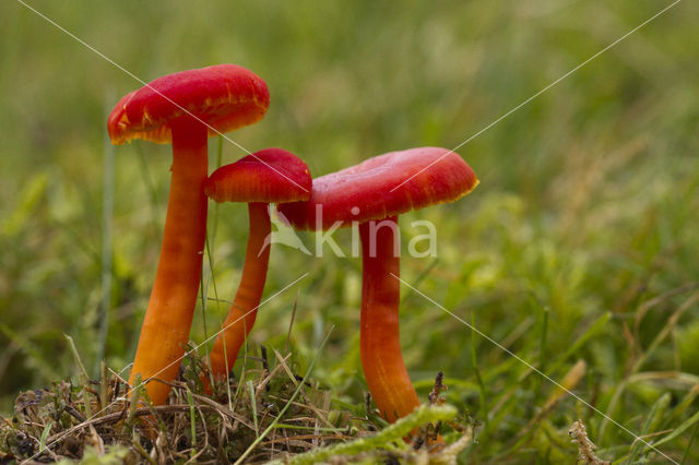 Gewoon vuurzwammetje (Hygrocybe miniata)