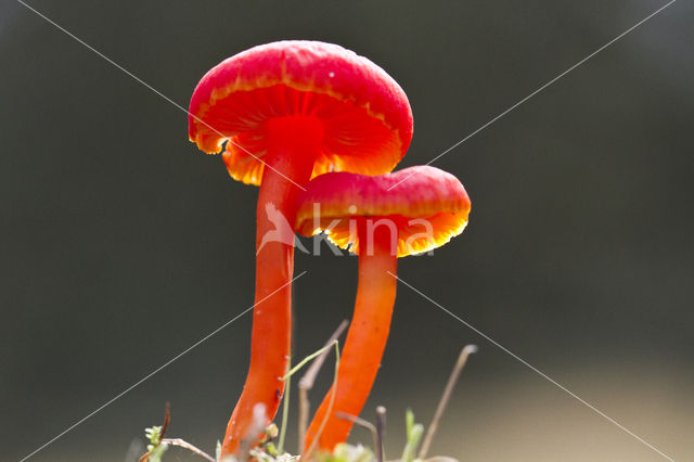 Vermilion Waxcap (Hygrocybe miniata)