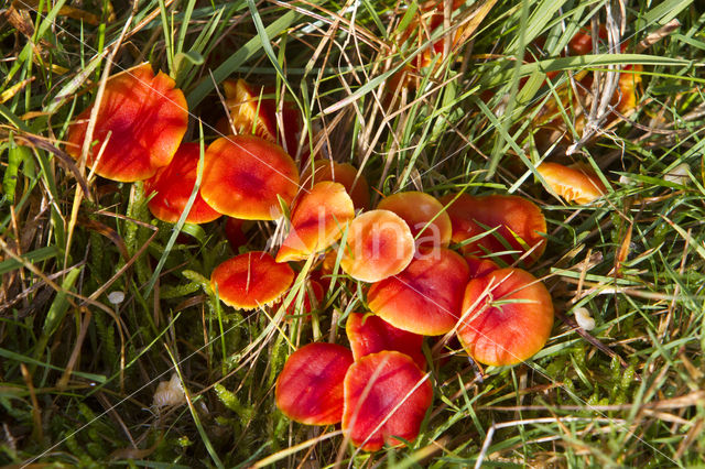 Gewoon vuurzwammetje (Hygrocybe miniata)