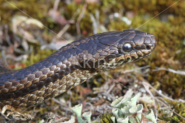 gladde slang (Coronella austriacus)