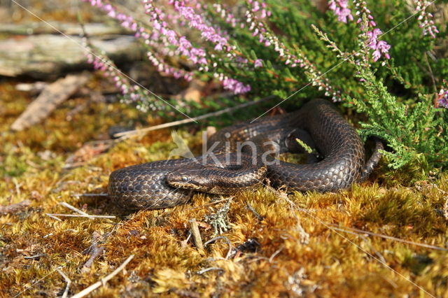 gladde slang (Coronella austriacus)