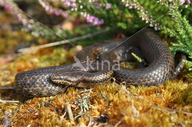 gladde slang (Coronella austriacus)