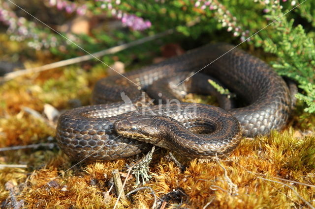 gladde slang (Coronella austriacus)