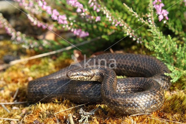 gladde slang (Coronella austriacus)