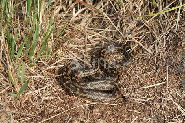 gladde slang (Coronella austriacus)