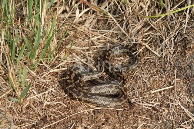 Coronella austriacus