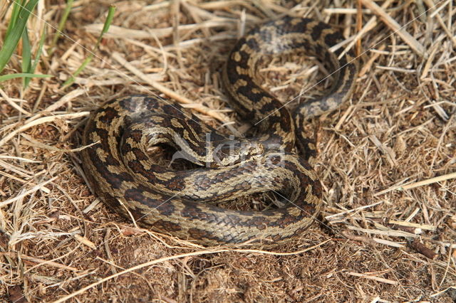 gladde slang (Coronella austriacus)