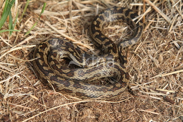 Coronella austriacus