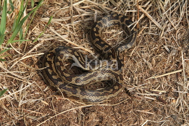 Coronella austriacus