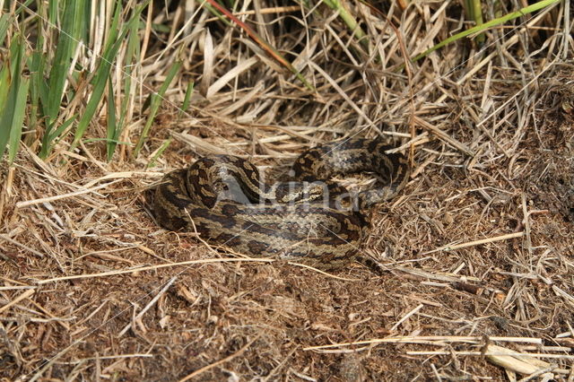 gladde slang (Coronella austriacus)