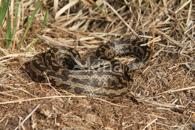 gladde slang (Coronella austriacus)