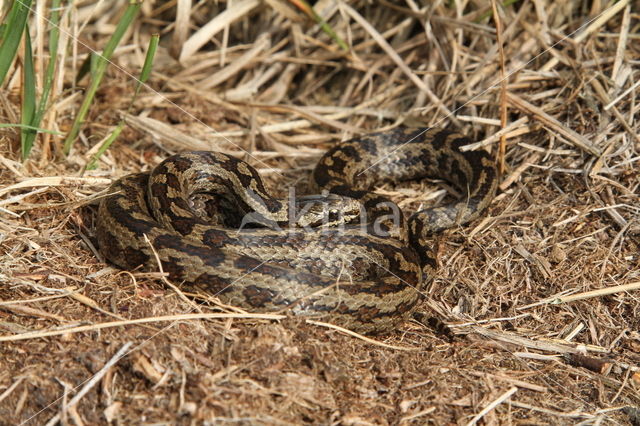 Coronella austriacus