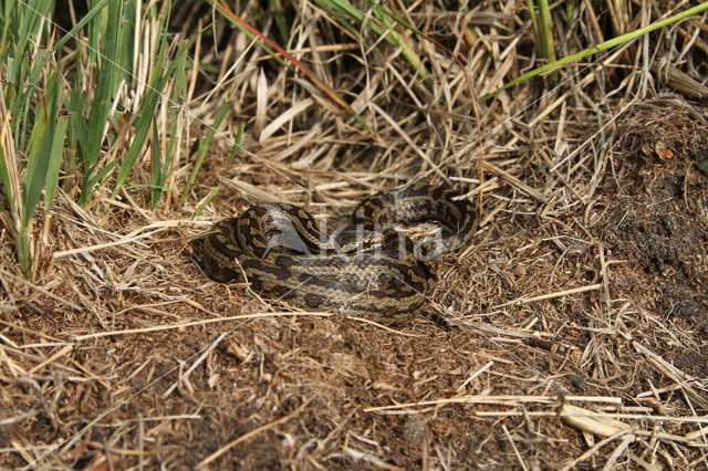 gladde slang (Coronella austriacus)