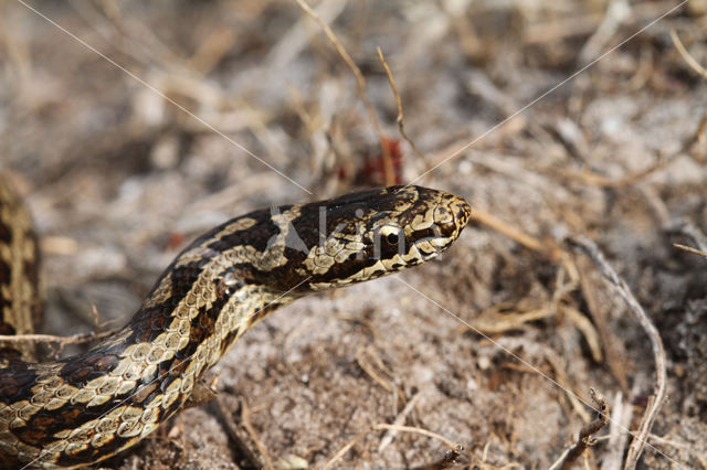 gladde slang (Coronella austriacus)