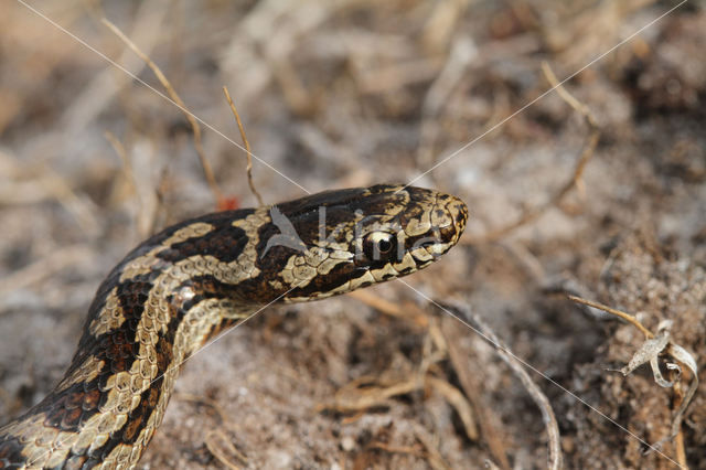 gladde slang (Coronella austriacus)