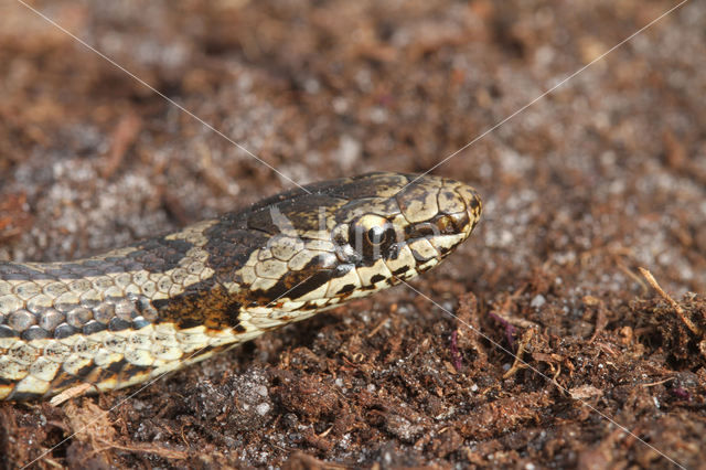 gladde slang (Coronella austriacus)