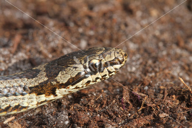 gladde slang (Coronella austriacus)