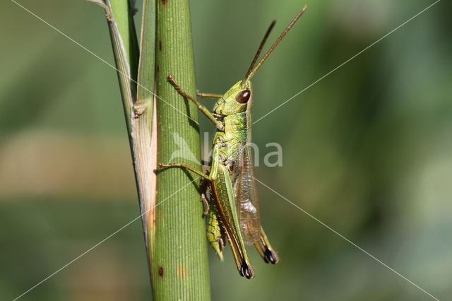 Large Gold Grasshopper (Chrysochraon dispar)