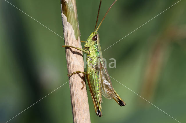 Large Gold Grasshopper (Chrysochraon dispar)