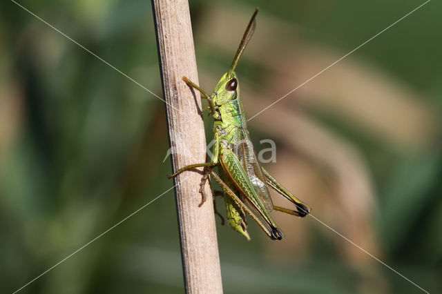 Gouden sprinkhaan (Chrysochraon dispar)