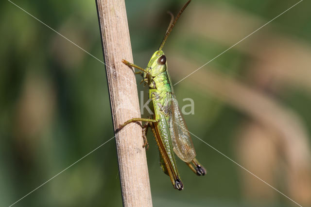 Gouden sprinkhaan (Chrysochraon dispar)