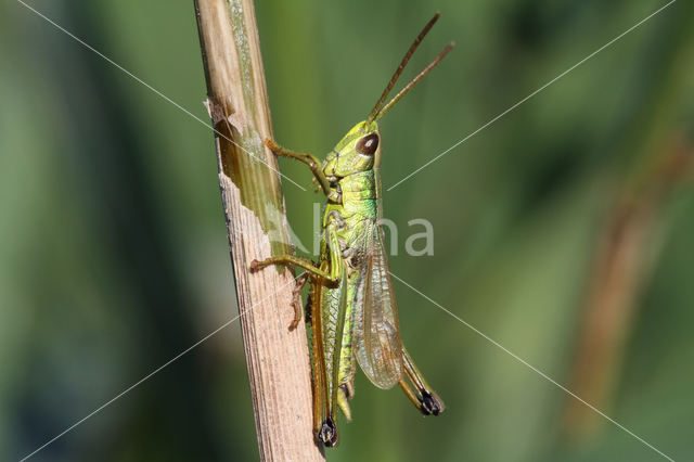 Gouden sprinkhaan (Chrysochraon dispar)